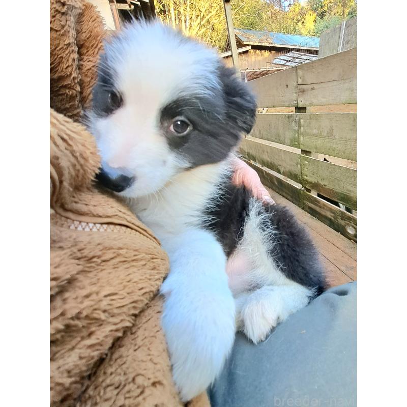 販売中の千葉県のボーダーコリー-430114の3枚目