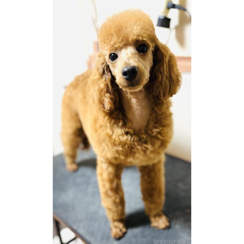 販売中ののトイプードル-390475