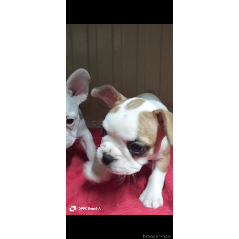 成約済の沖縄県のフレンチブルドッグ-423787の4枚目