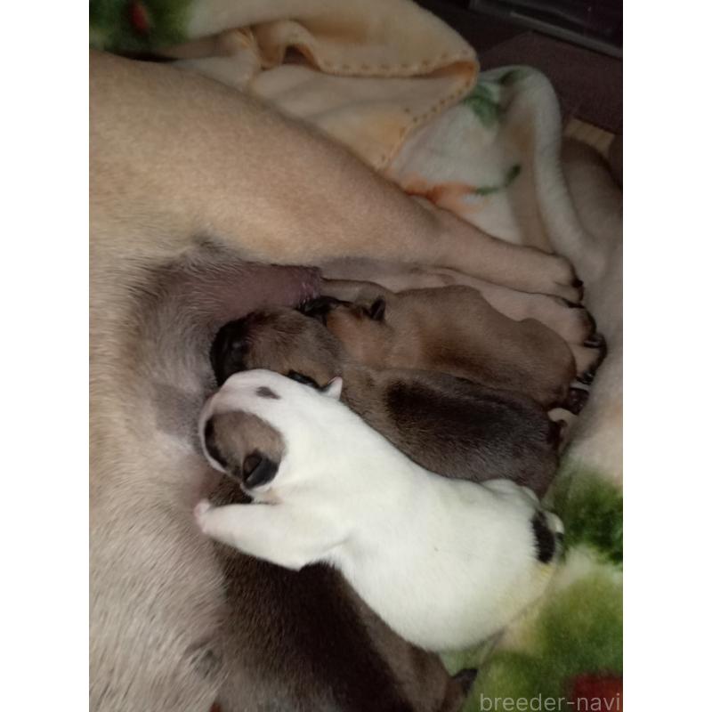 販売中の福岡県のフレンチブルドッグ-429906の5枚目