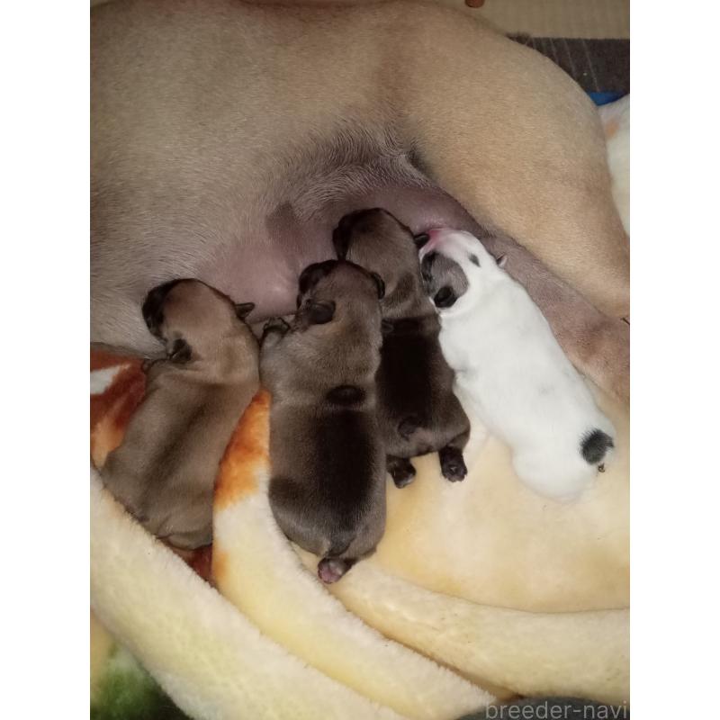 販売中の福岡県のフレンチブルドッグ-429906の4枚目