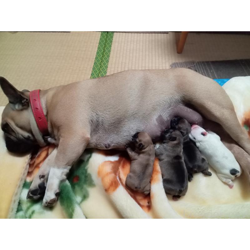 販売中の福岡県のフレンチブルドッグ-429906の3枚目