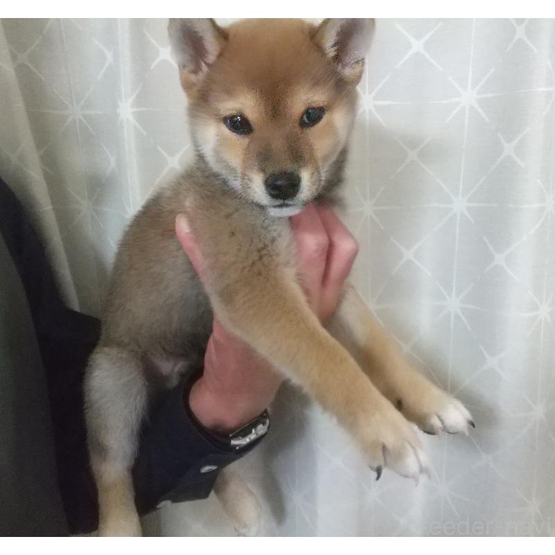 成約済の大分県の柴犬-423293の2枚目