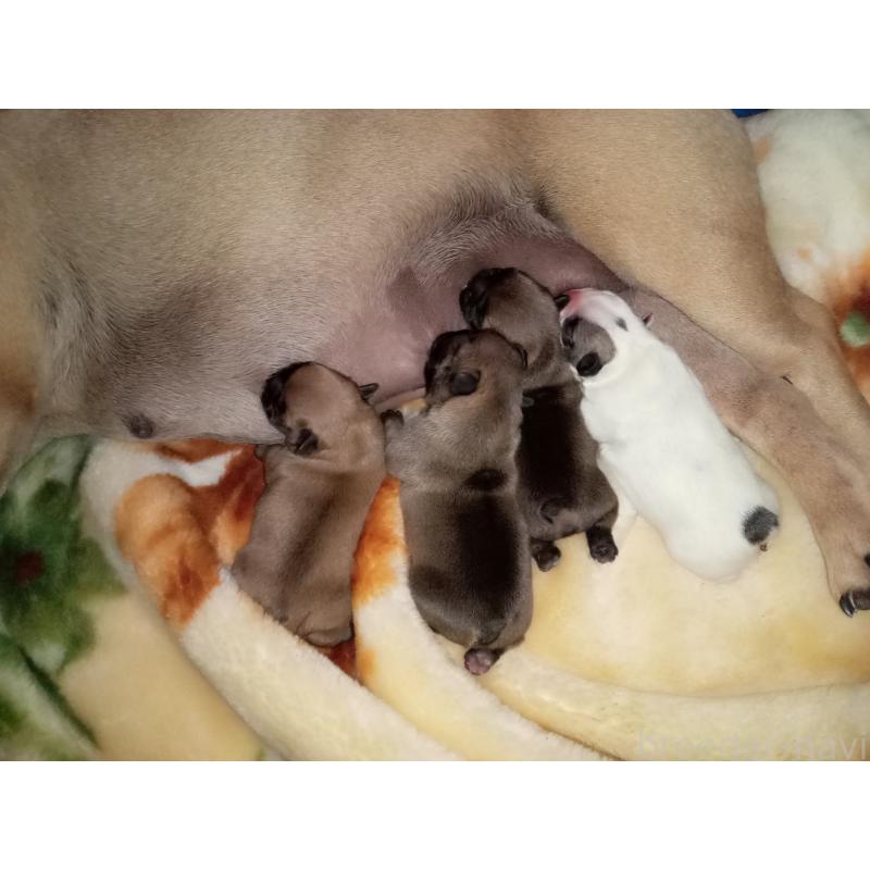 販売中の福岡県のフレンチブルドッグ-429905の4枚目