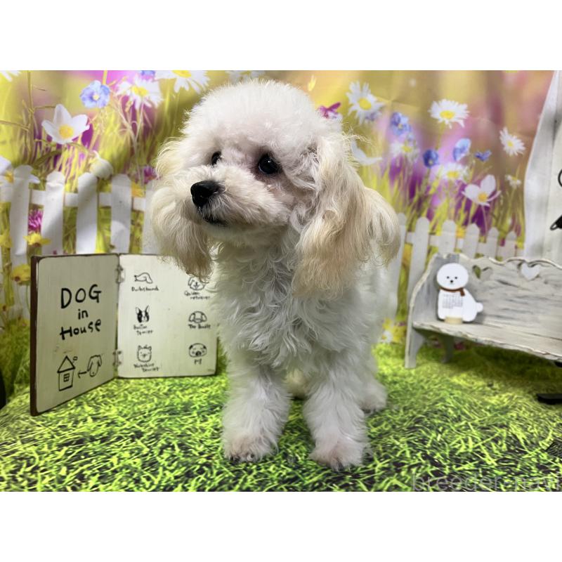 成約済の愛知県のタイニープードル-423849の5枚目