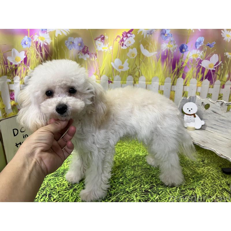 成約済の愛知県のタイニープードル-423849の4枚目