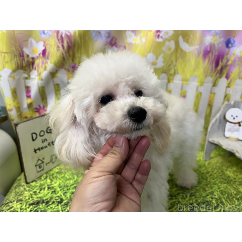 成約済の愛知県のタイニープードル-423849の3枚目