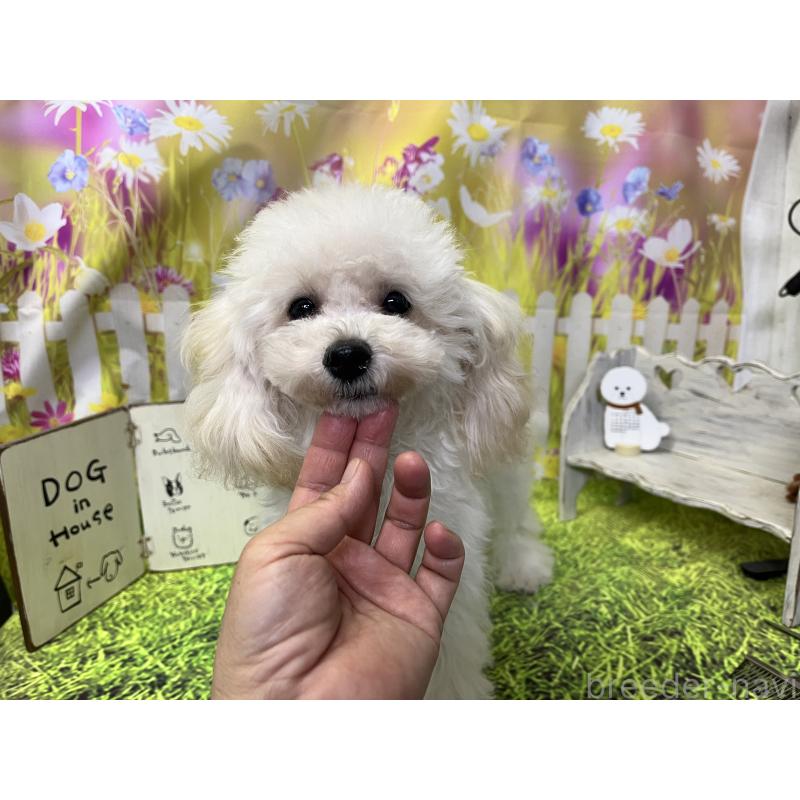 成約済の愛知県のタイニープードル-423849の2枚目