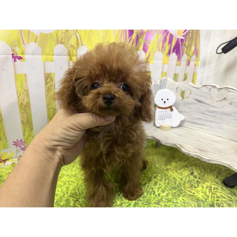 販売中の愛知県のティーカッププードル-425220の9枚目