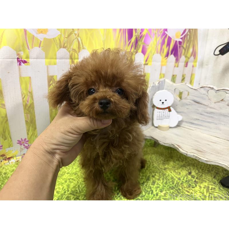 販売中の愛知県のティーカッププードル-425220の8枚目