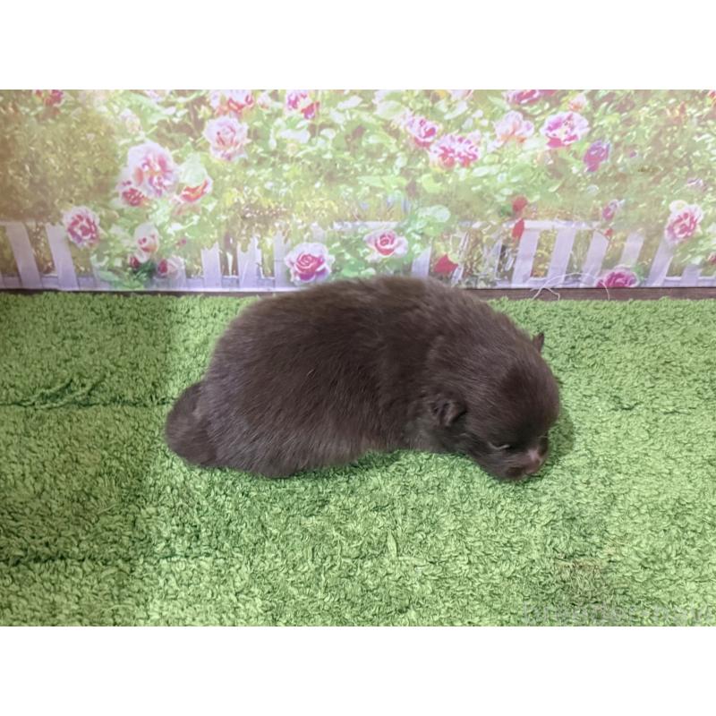 販売中の埼玉県のポメラニアン-429915の3枚目