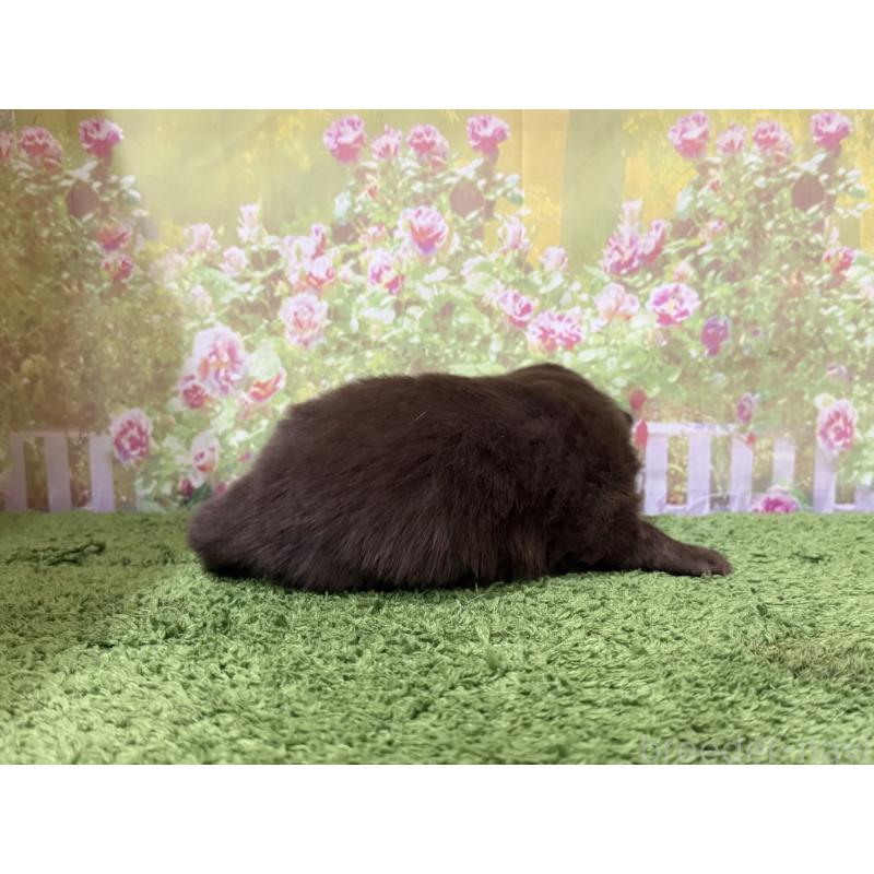 販売中の埼玉県のポメラニアン-429915の2枚目