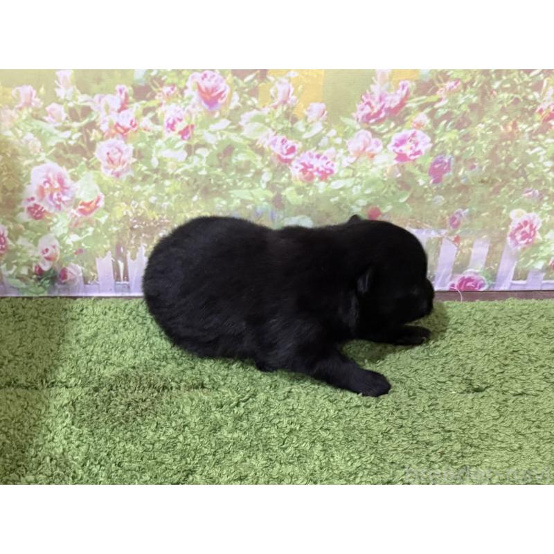 販売中の埼玉県のポメラニアン-429916の3枚目