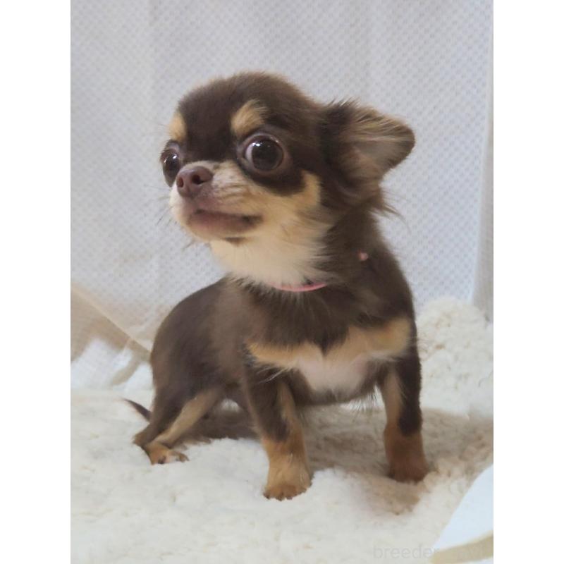 成約済の群馬県のチワワ(ロングコート)-419550の6枚目