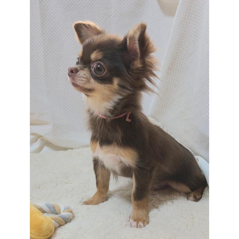 成約済の群馬県のチワワ(ロングコート)-419550の5枚目