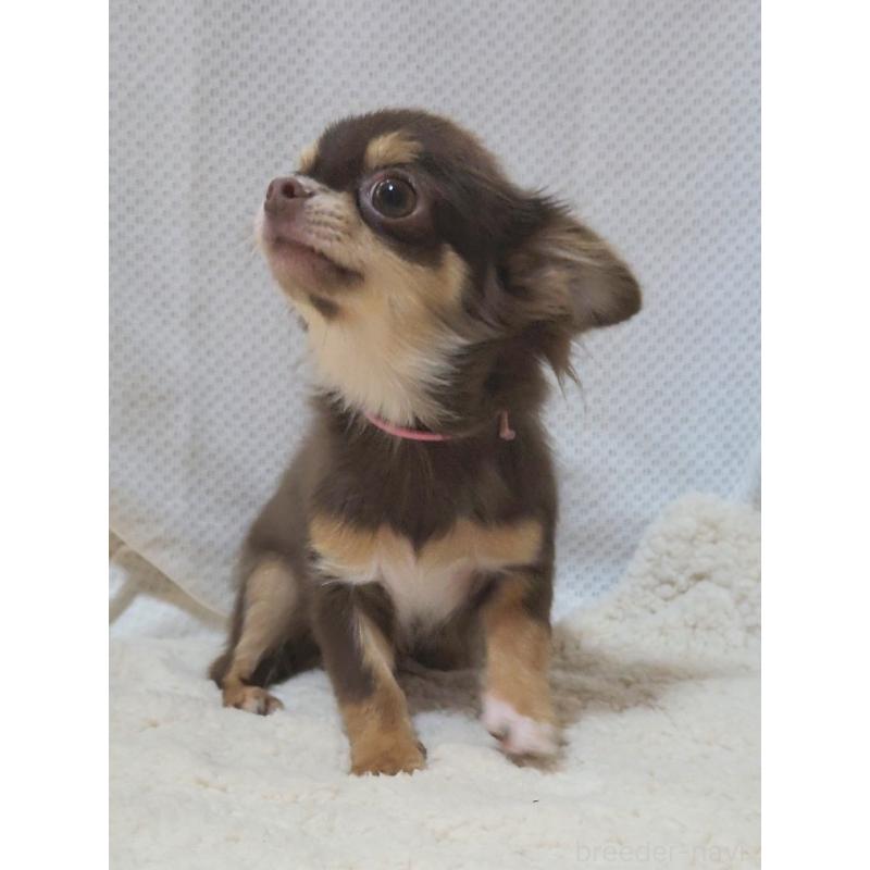 成約済の群馬県のチワワ(ロングコート)-419550の4枚目