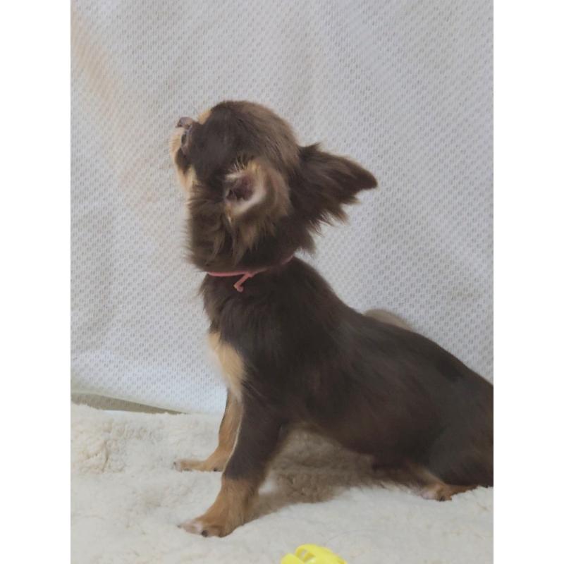 成約済の群馬県のチワワ(ロングコート)-419550の3枚目