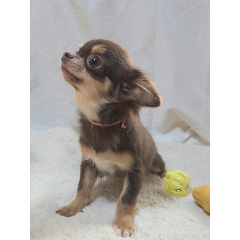 成約済の群馬県のチワワ(ロングコート)-419550の2枚目