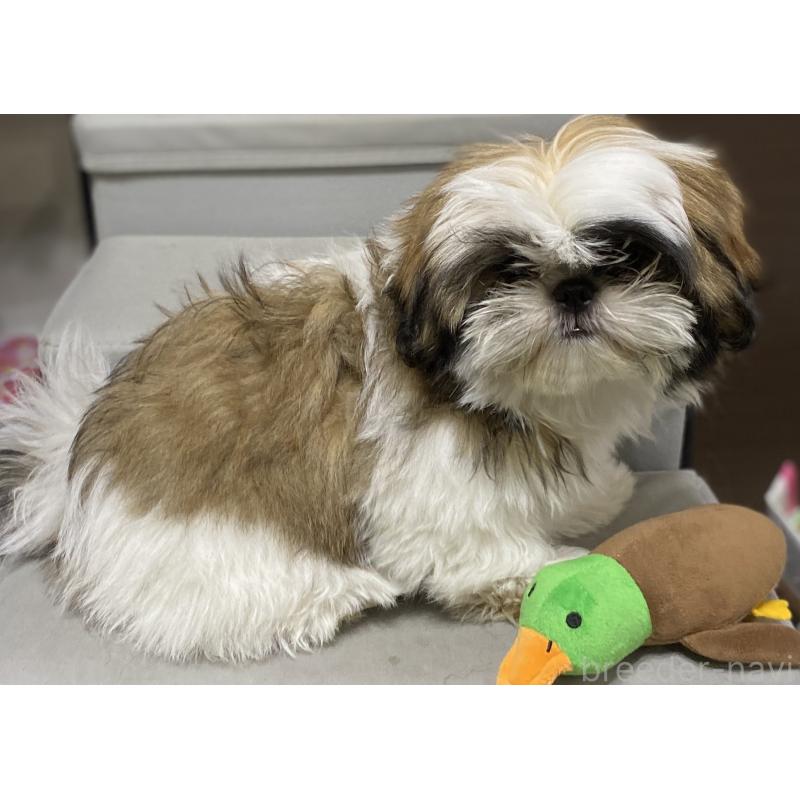 成約済の京都府のシーズー-424803の2枚目