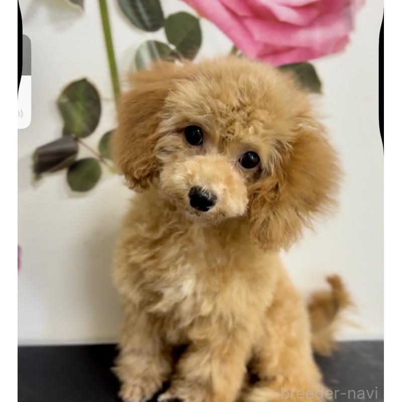 成約済の岩手県のタイニープードル-418600の3枚目