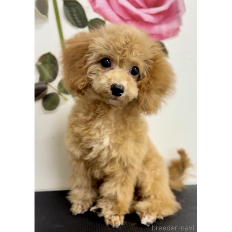 成約済の岩手県のタイニープードル-418600の2枚目