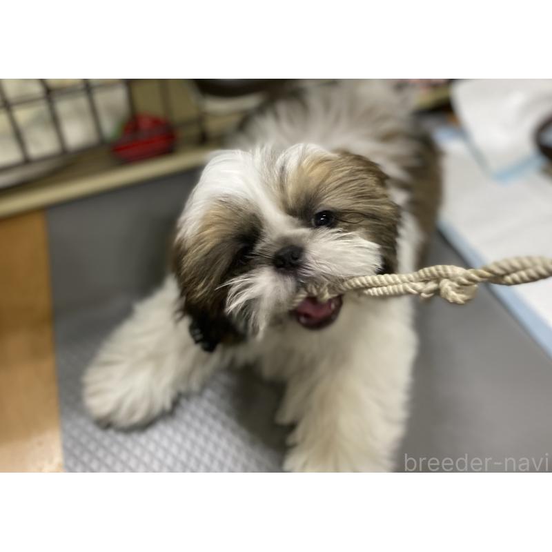 販売中の京都府のシーズー-424807の3枚目