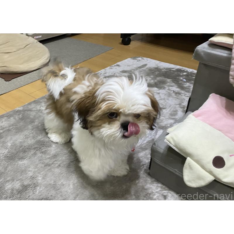 販売中の京都府のシーズー-424806の3枚目