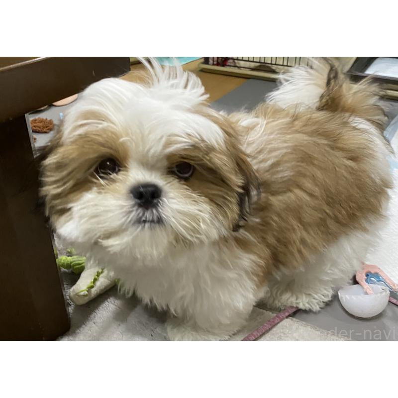 販売中の京都府のシーズー-424806の2枚目