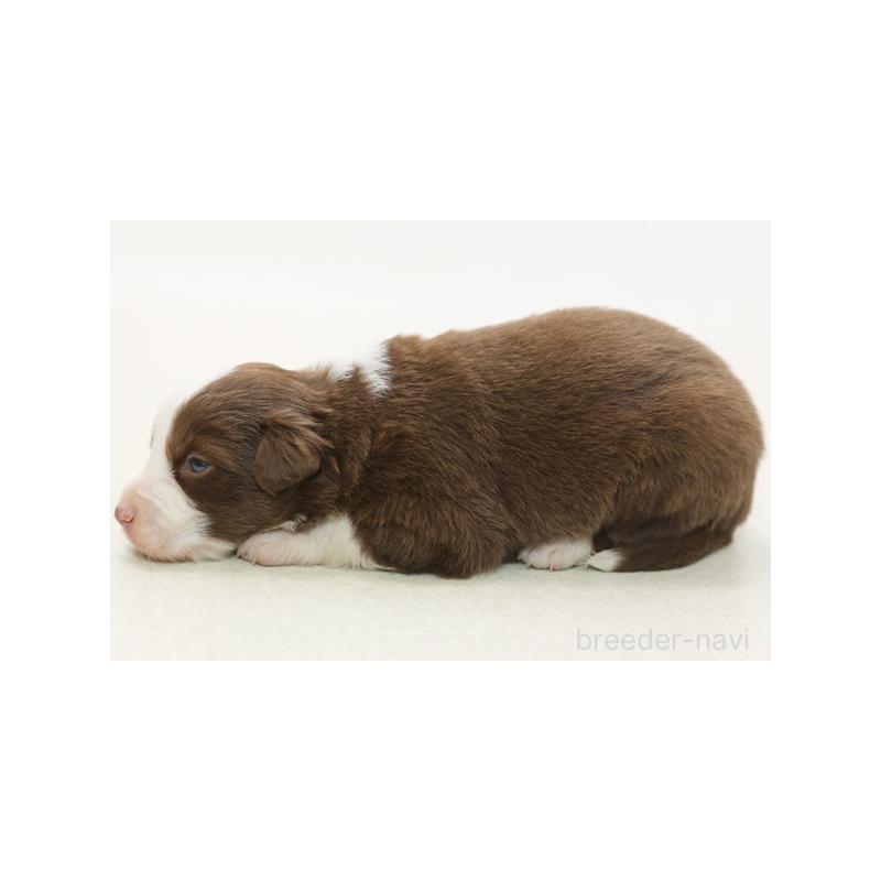 販売中の神奈川県のボーダーコリー-430111の5枚目