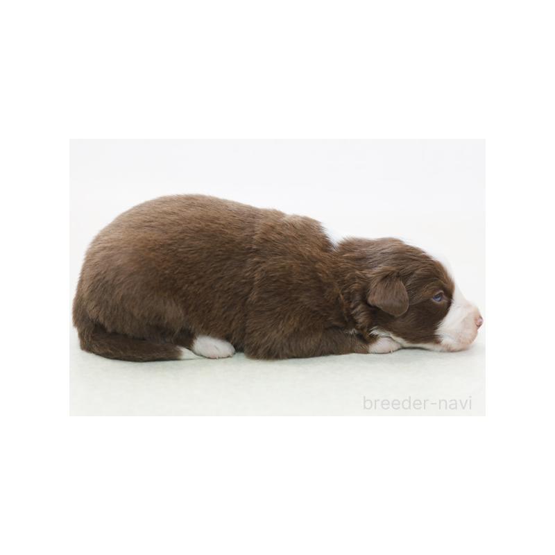 販売中の神奈川県のボーダーコリー-430111の4枚目