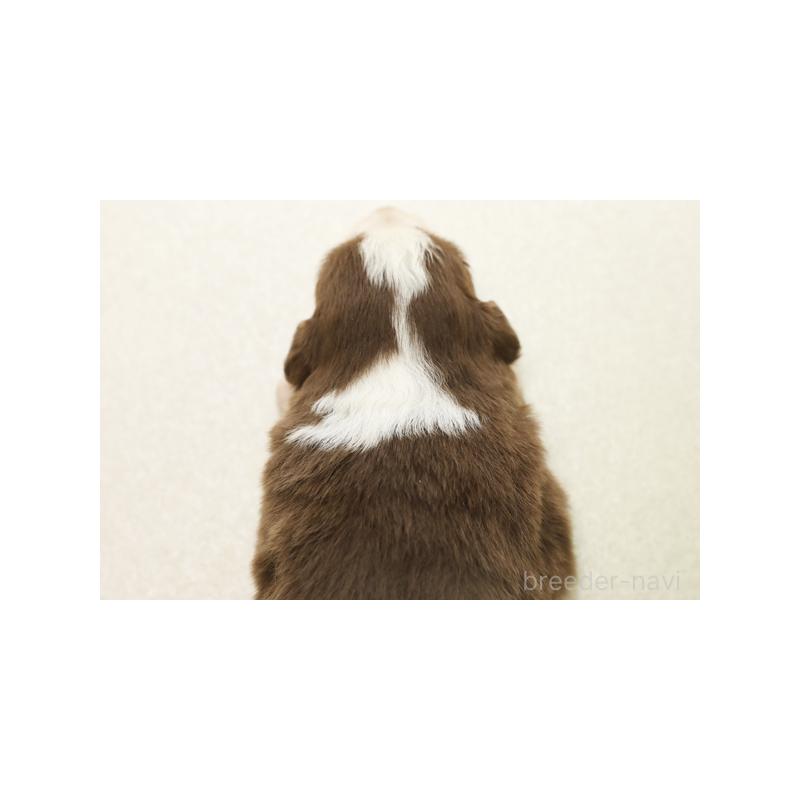 販売中の神奈川県のボーダーコリー-430111の2枚目