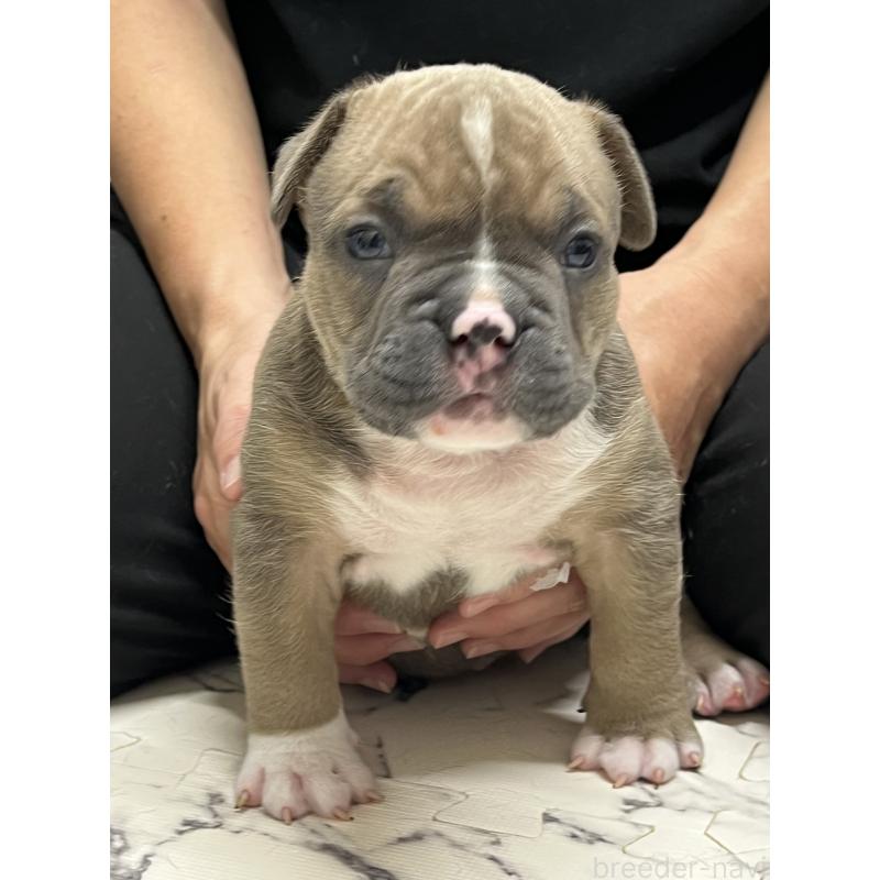 販売中の大阪府のアメリカンブリー-426675