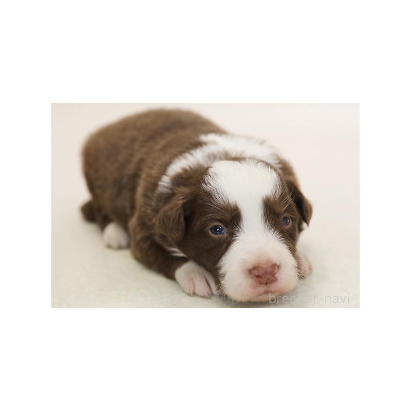 販売中の神奈川県のボーダーコリー-430112の6枚目