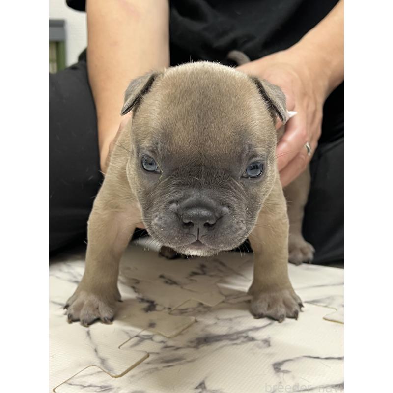 販売中の大阪府のアメリカンブリー-426676