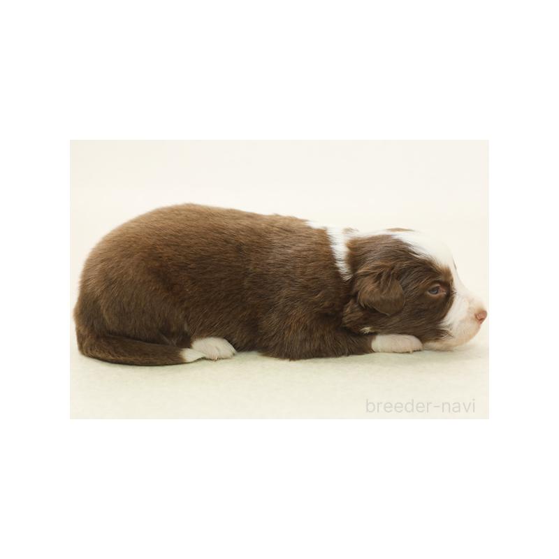 販売中の神奈川県のボーダーコリー-430112の4枚目