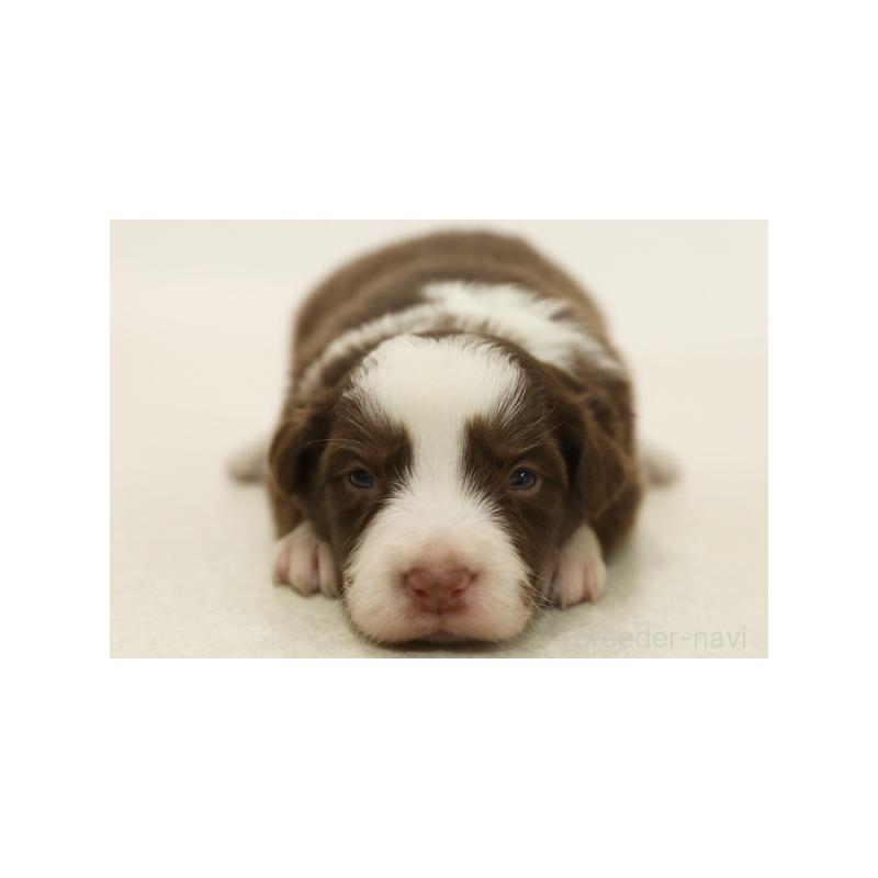 販売中の神奈川県のボーダーコリー-430112の3枚目