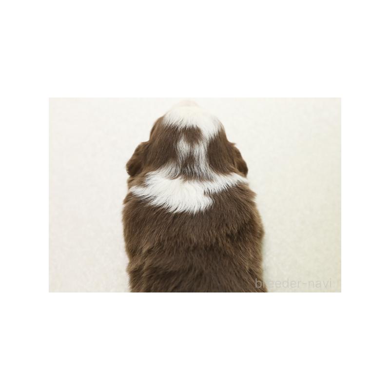 販売中の神奈川県のボーダーコリー-430112の2枚目