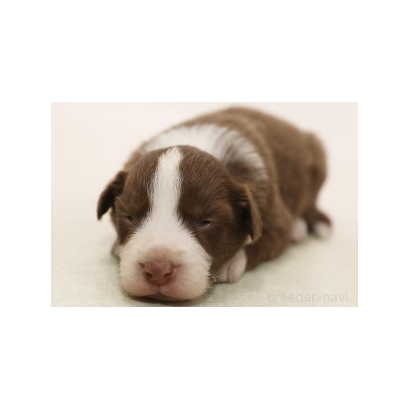 販売中の神奈川県のボーダーコリー-430113の1枚目