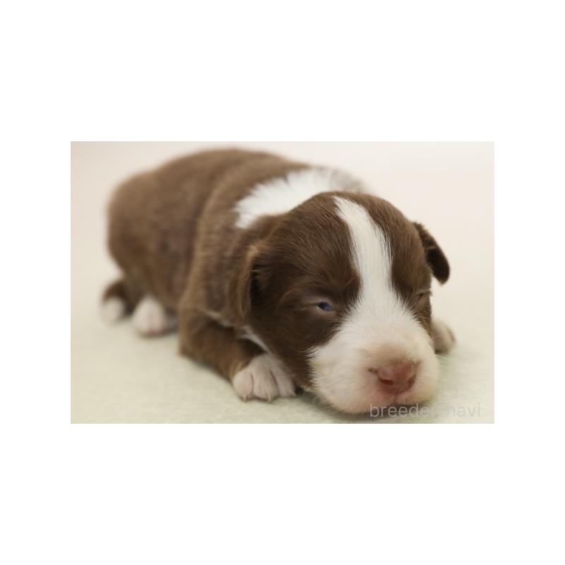 販売中の神奈川県のボーダーコリー-430113の6枚目