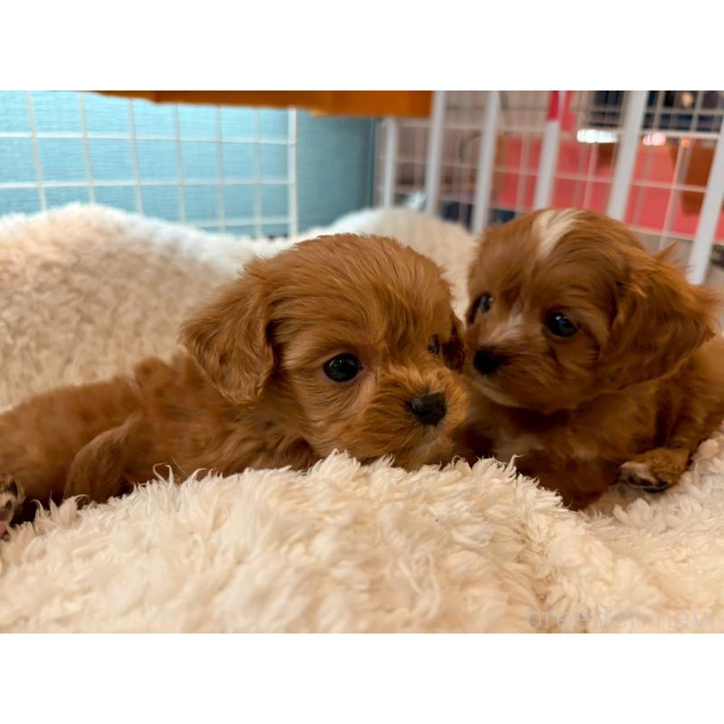 成約済の神奈川県のキャバプー:キャバリア×トイプードル-427646の3枚目