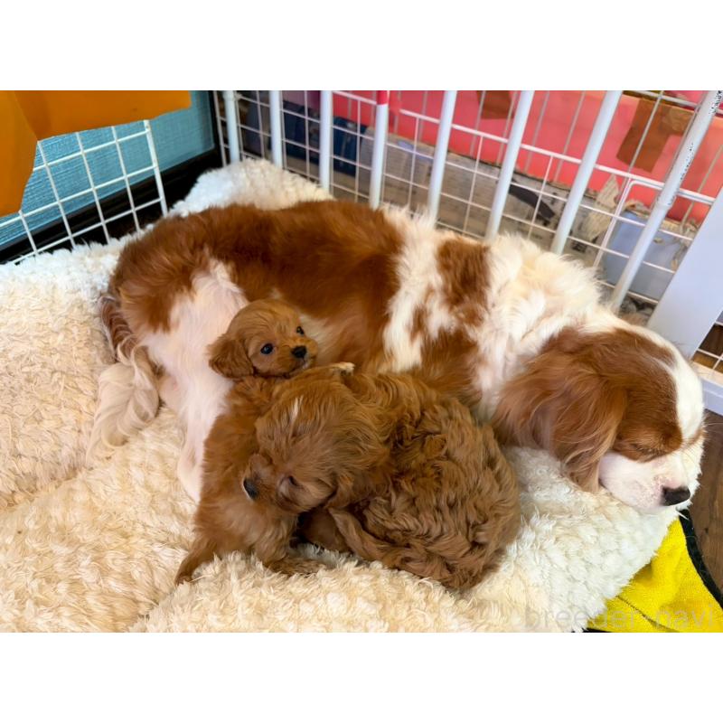 成約済の神奈川県のキャバプー:キャバリア×トイプードル-427646の2枚目