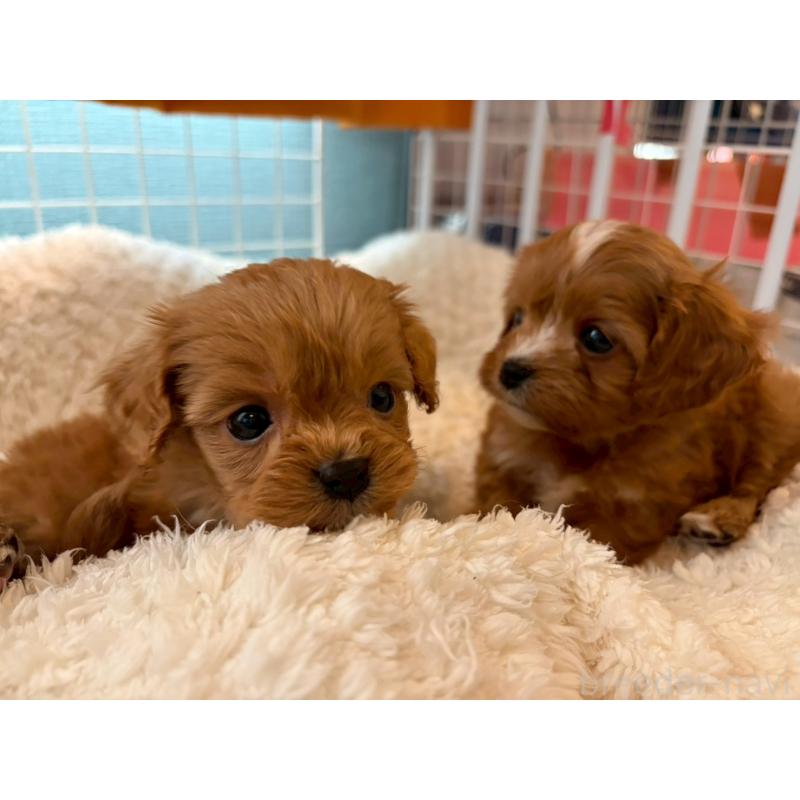 販売中の神奈川県のキャバプー:キャバリア×トイプードル-427646