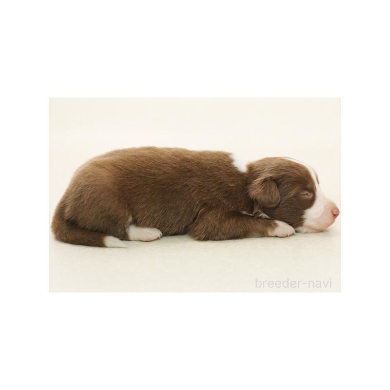 販売中の神奈川県のボーダーコリー-430113の4枚目