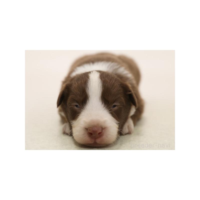 販売中の神奈川県のボーダーコリー-430113の3枚目