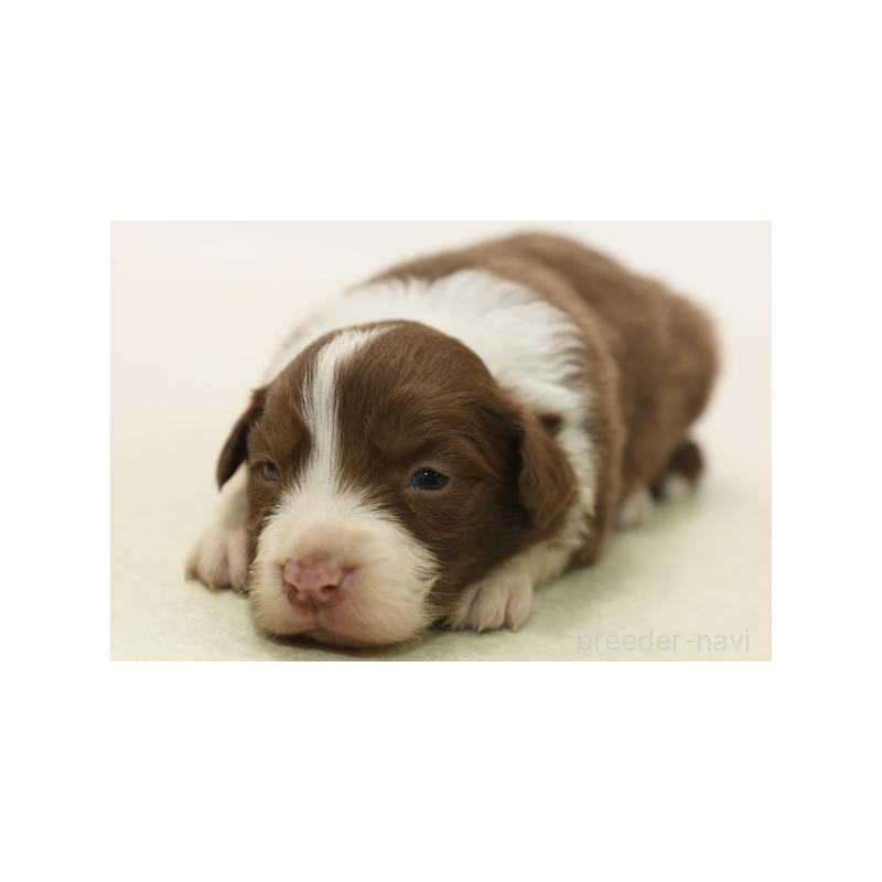 販売中の神奈川県のボーダーコリー-430115の1枚目