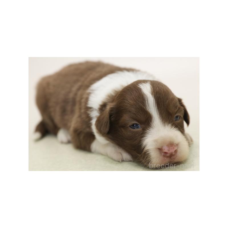 販売中の神奈川県のボーダーコリー-430115の6枚目