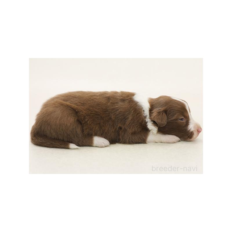 販売中の神奈川県のボーダーコリー-430115の4枚目