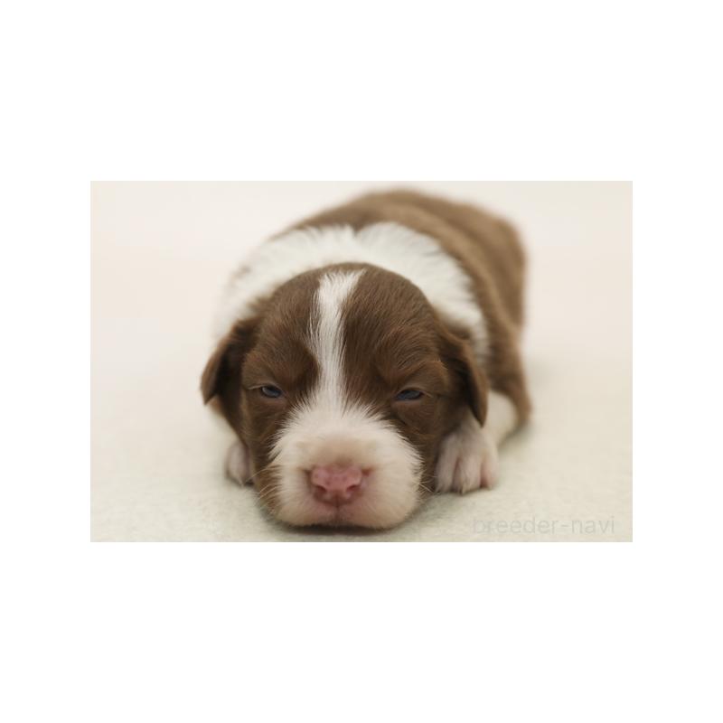 販売中の神奈川県のボーダーコリー-430115の3枚目