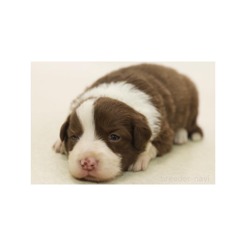 販売中の神奈川県のボーダーコリー-430116の1枚目