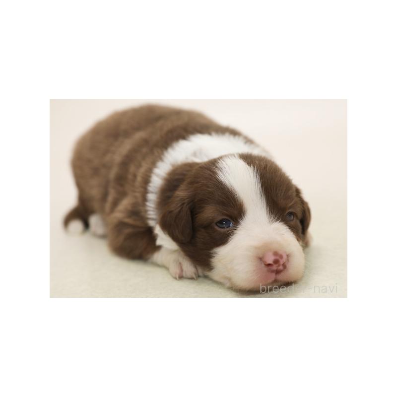 販売中の神奈川県のボーダーコリー-430116の6枚目